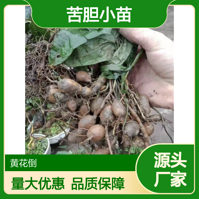 优质地苦胆小苗 园林种植 中药名材 广泛分布 生长旺盛