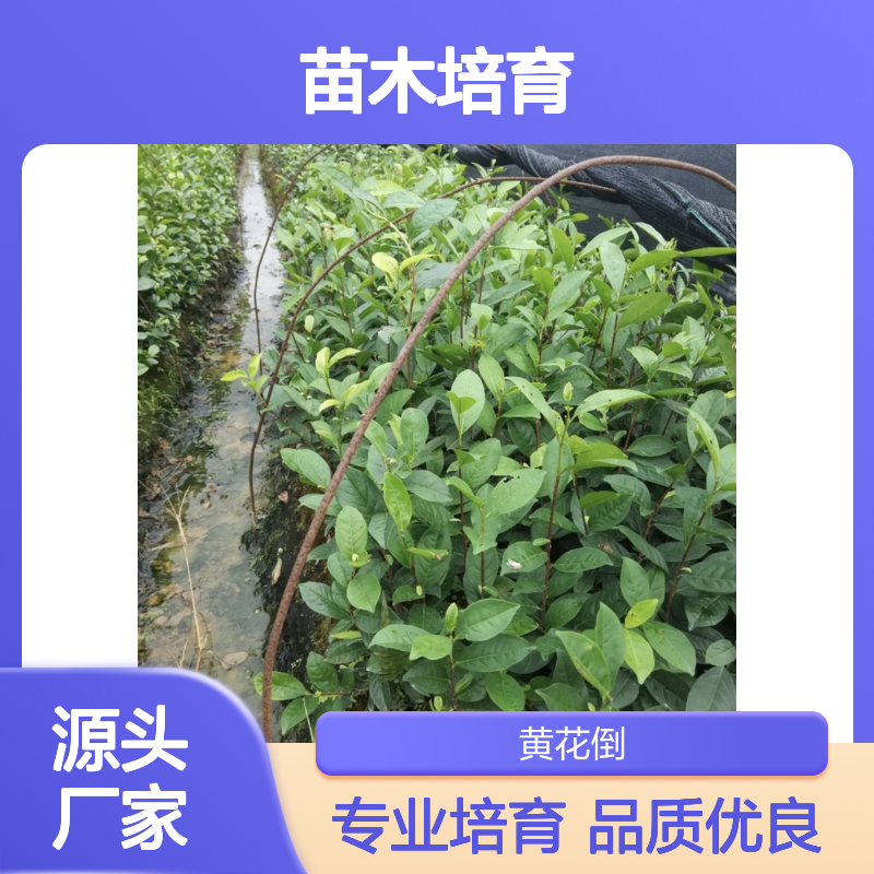 乌叶单从茶小杯苗 苗木合作社自营基地直供 技术指导
