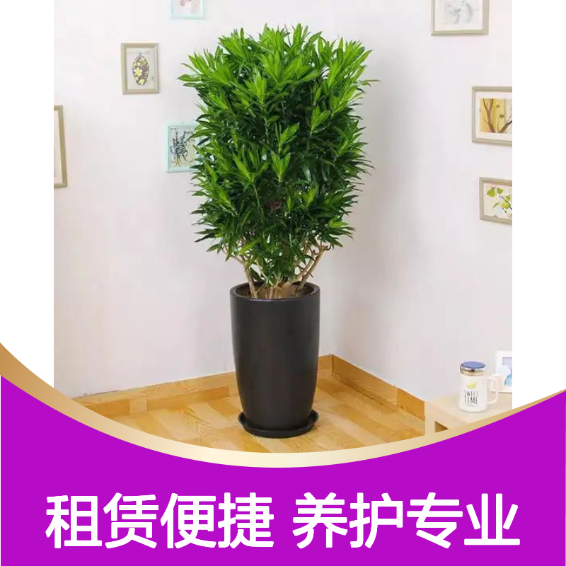 南韵竹风绿植租赁 全程养护服务 品种多样 成活率高