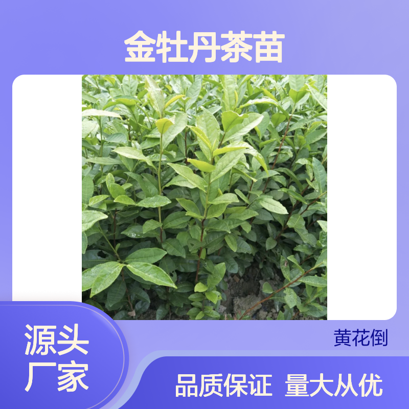 金牡丹茶苗 百亩主产区直供 品质优良 种植专业