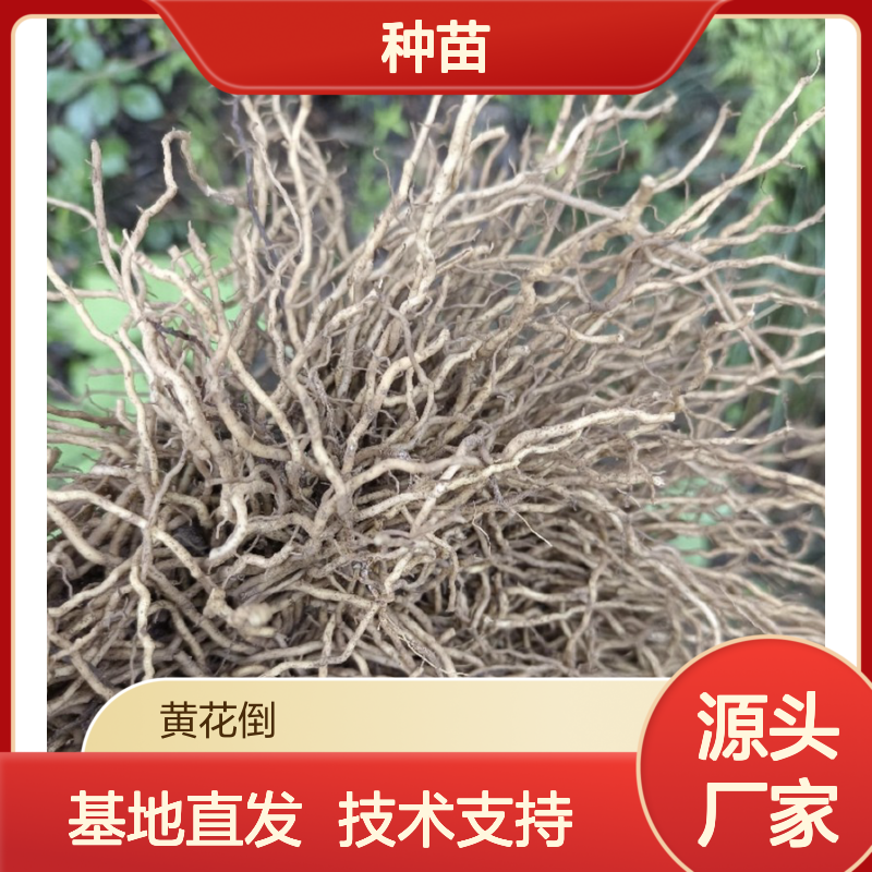 基地批发四大天王种苗 基地直发包教种植管理技术品质纯正可票