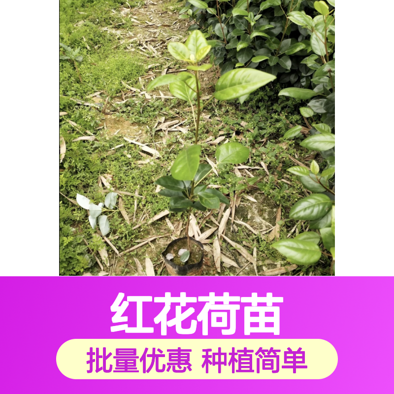 红花荷苗 庭院景观优选 常绿灌木 材质适中 耐腐耐用