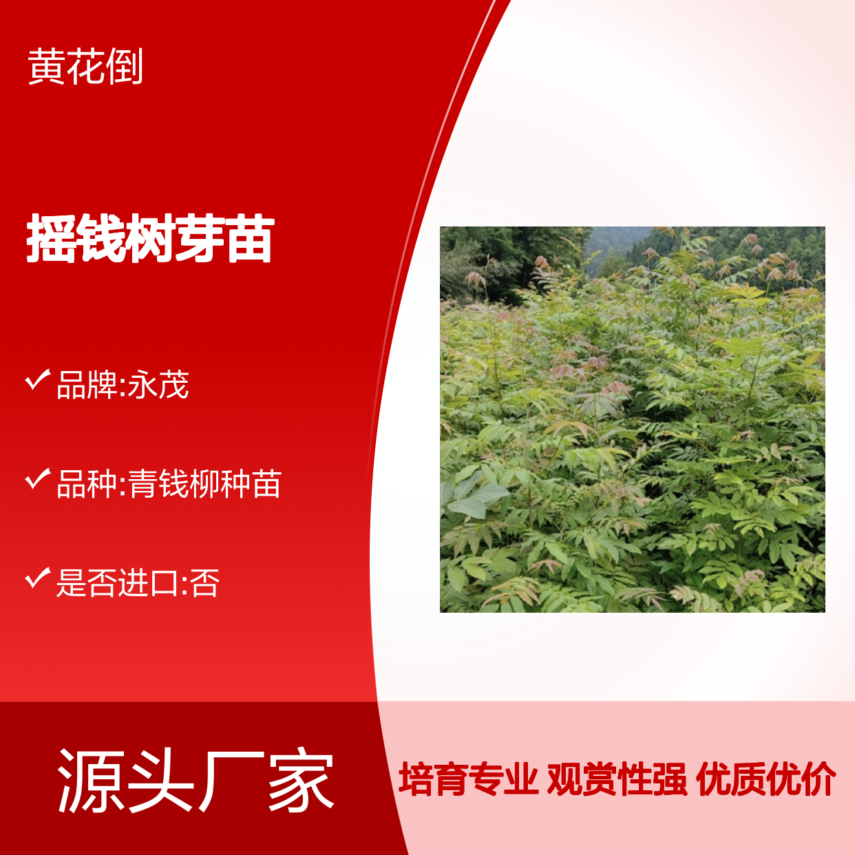 珍稀摇钱树芽苗 苗木培育合作社直供 一手货源