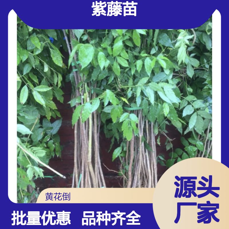 紫藤种植园 优质嫁接紫藤苗 批发供应 修剪简单