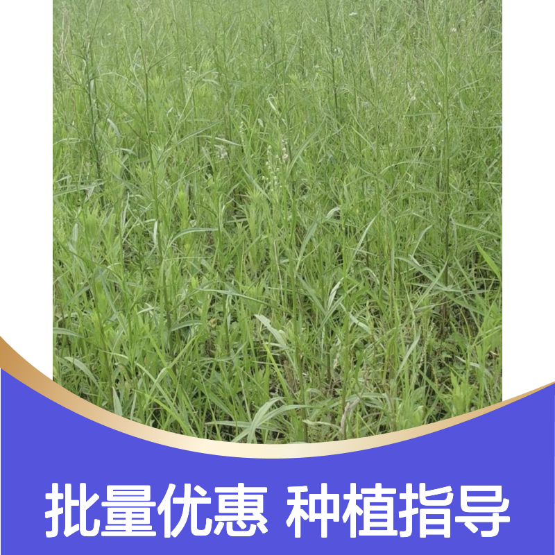 地熏种苗 批发供应 田间管理简便 除草防荒 药用价值