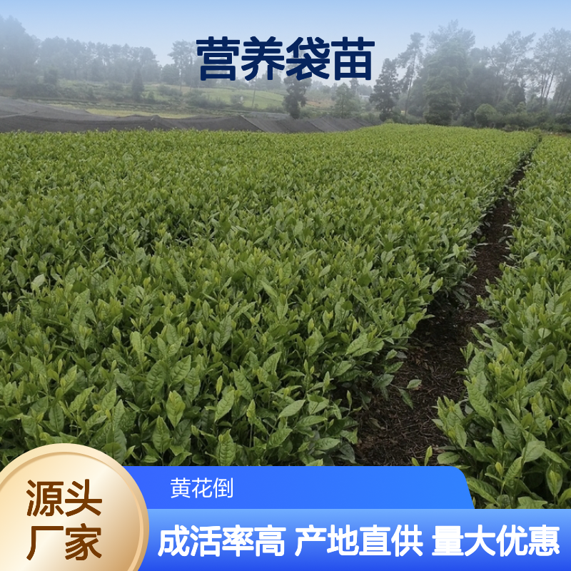 产地批发凤凰水仙茶营养袋苗 多年生根系发达成活高规格齐全