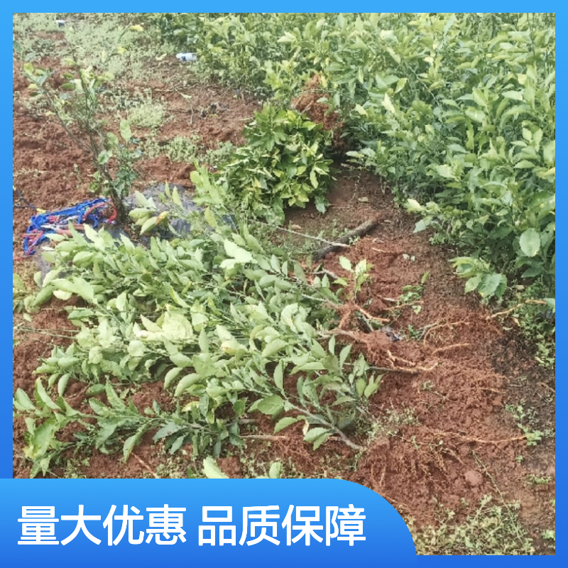 药用枳壳小苗 批发供应 园林优选 抗病力强 修剪简单