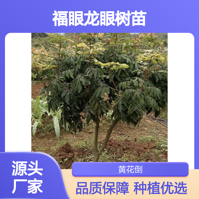 福眼龙眼树苗 优质果树苗批发 生长旺盛 适应性强