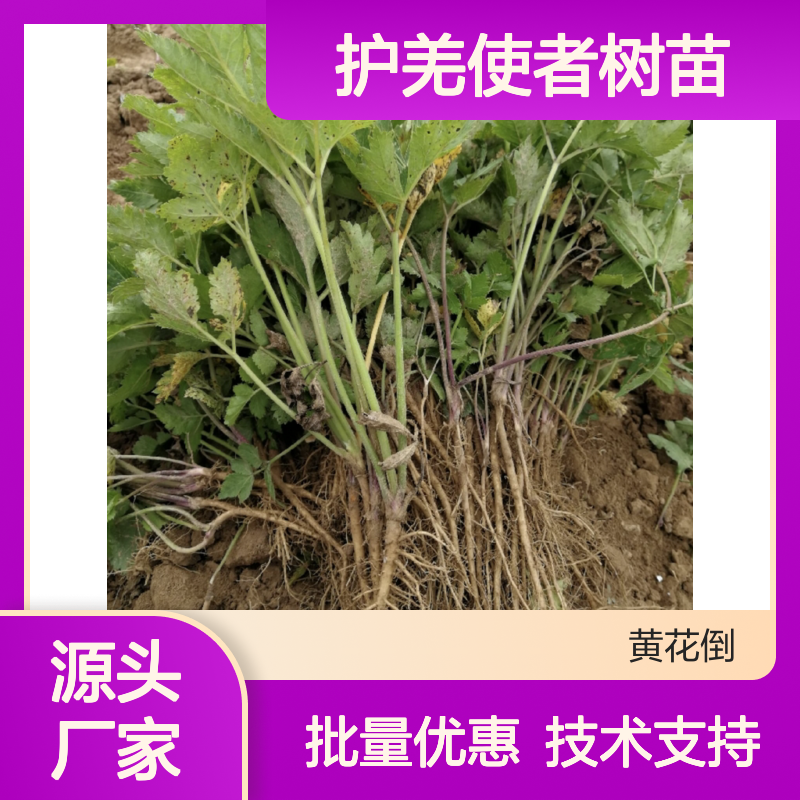 护羌使者树苗 批发种植技术指导 百亩产区 移栽易活
