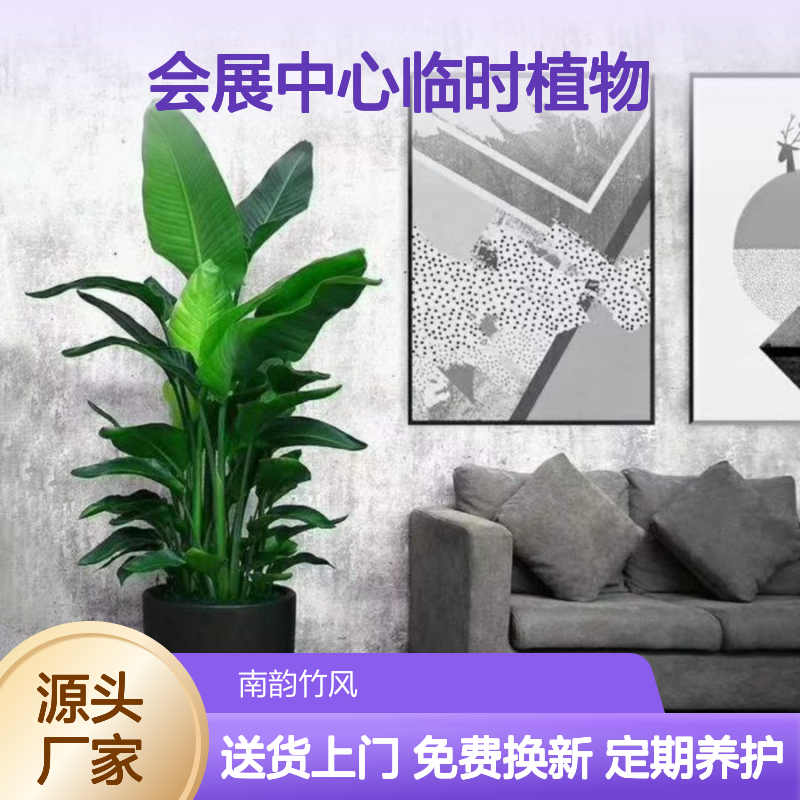 国际会展中心临时植物租摆服务 场地绿植布置 现场设计 南韵竹风