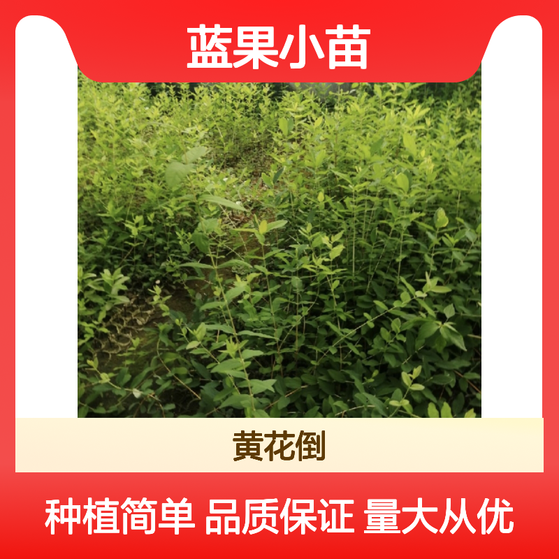 蓝果小苗基地直供 健壮苗木 园林优选 营养丰富