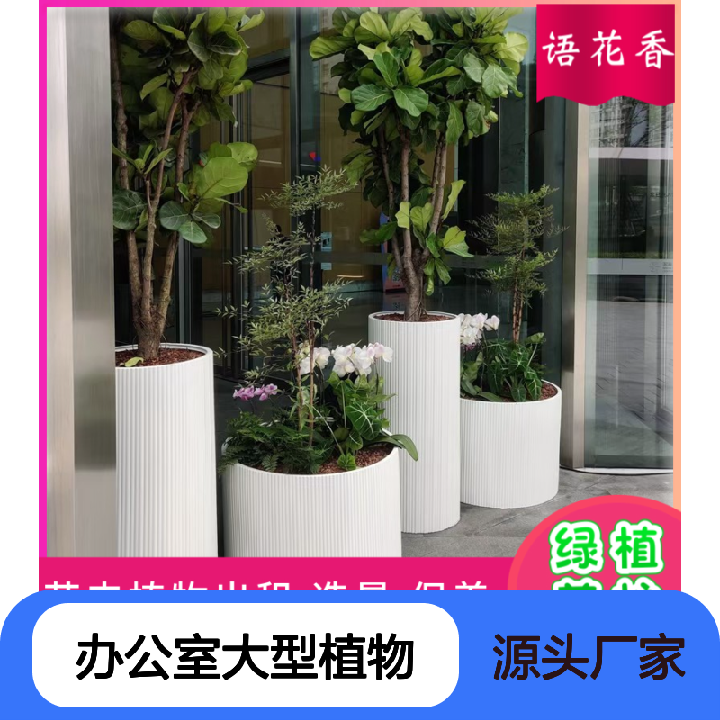 办公室大型植物租摆 虎皮兰盆景绿植花卉 专业团队养护
