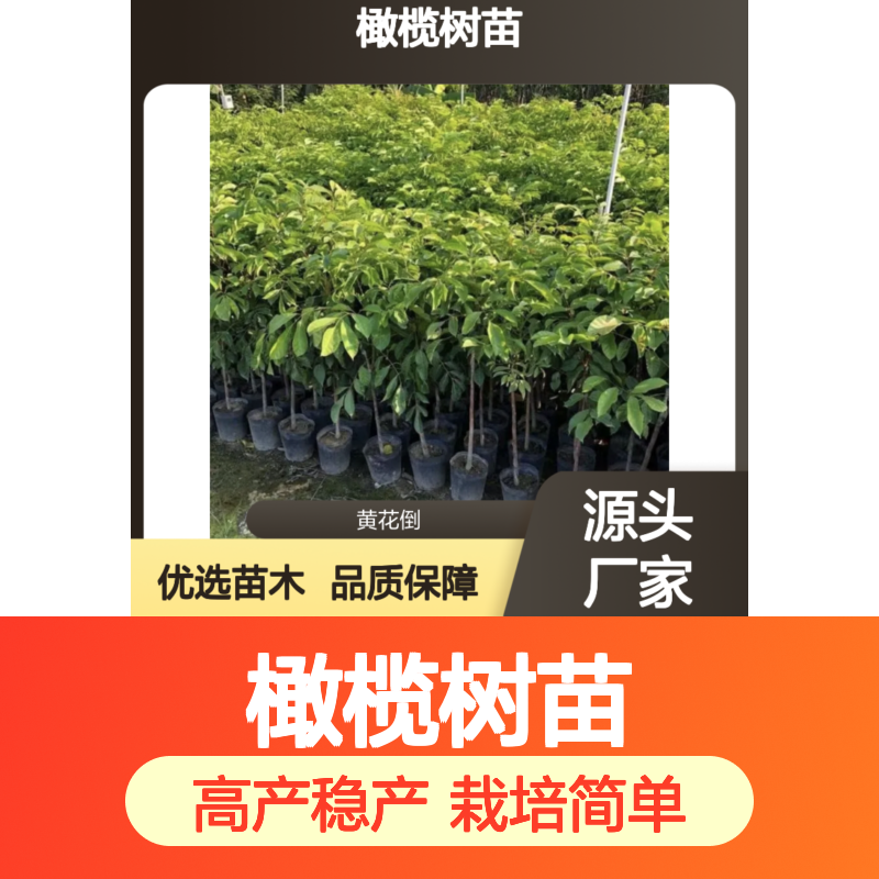 橄榄树苗 优质接穗 高产稳产 适应性强 栽培简单