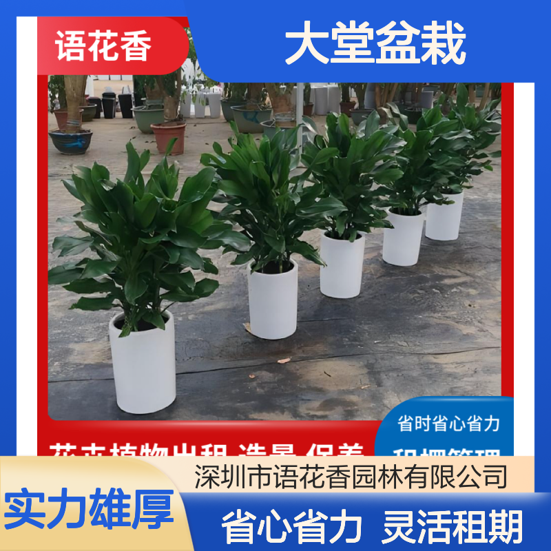 语花香园林 绿植盆栽组合租赁 长期短期租摆 省心省力养护