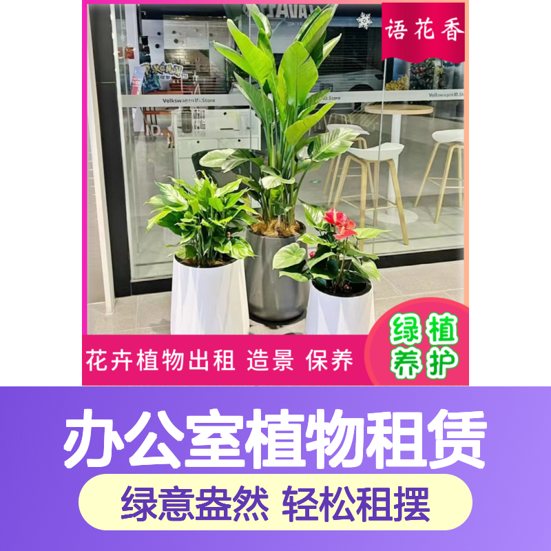 办公室植物租赁 虎皮兰盆栽组合 客厅书房卧室绿植盆景
