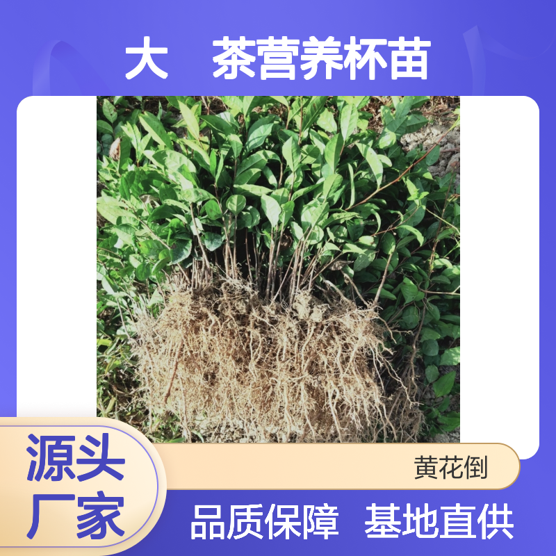 清心大冇茶营养杯苗 苗圃直供 品质优良 技术分享