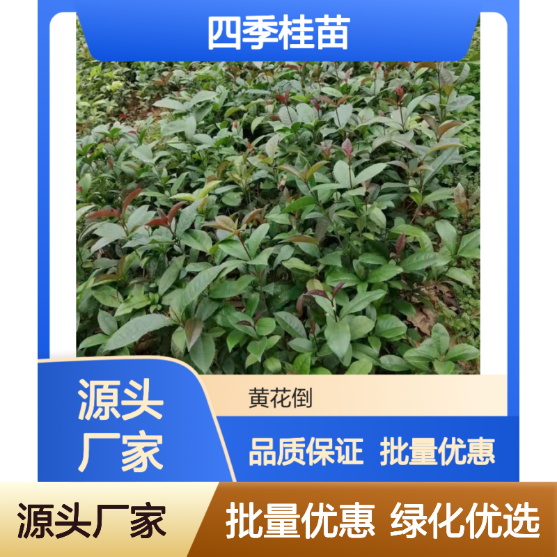四季桂苗批发 优良母株采穗 生长旺盛 无病虫害