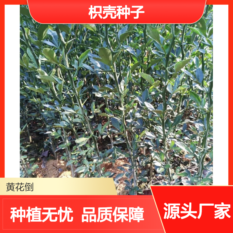 当年新采枳壳种子 自营基地直供技术指导 肥沃疏松