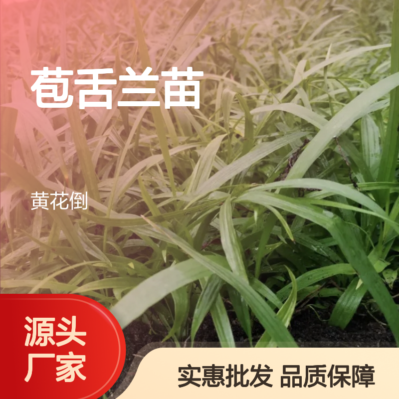 苞舌兰苗百亩种植 优质种苗批发供应 易于养护