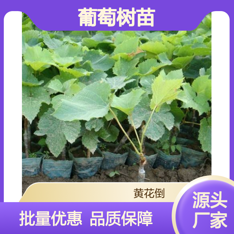 葡萄种植主产区 优质葡萄树苗 批发供应 栽培高效