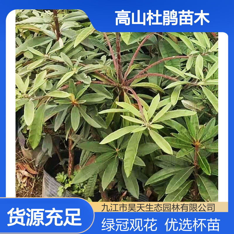 长江流域高山杜鹃苗木 60-100公分杯苗 绿冠观花优选品种