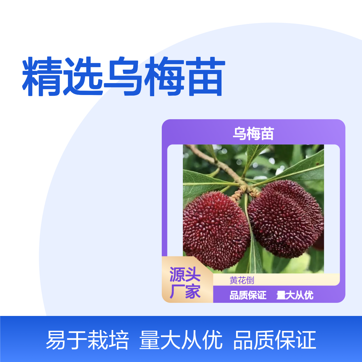 精选乌梅苗 乌梅种植园直供 批发优选 价廉物美