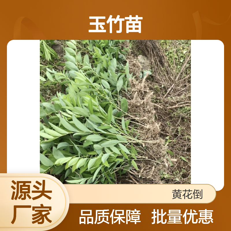 精选玉竹苗 玉竹种植园专供 批量优惠 品质上乘