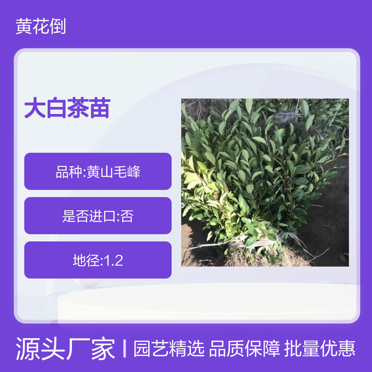 大白茶苗 古老品种 园林优选 生长旺盛 易于养护