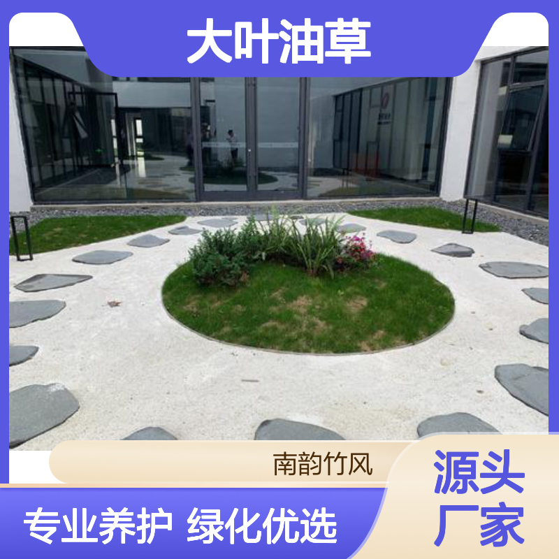 大叶油草 松岗兰引三号 专业养护护理草坪 整片种植