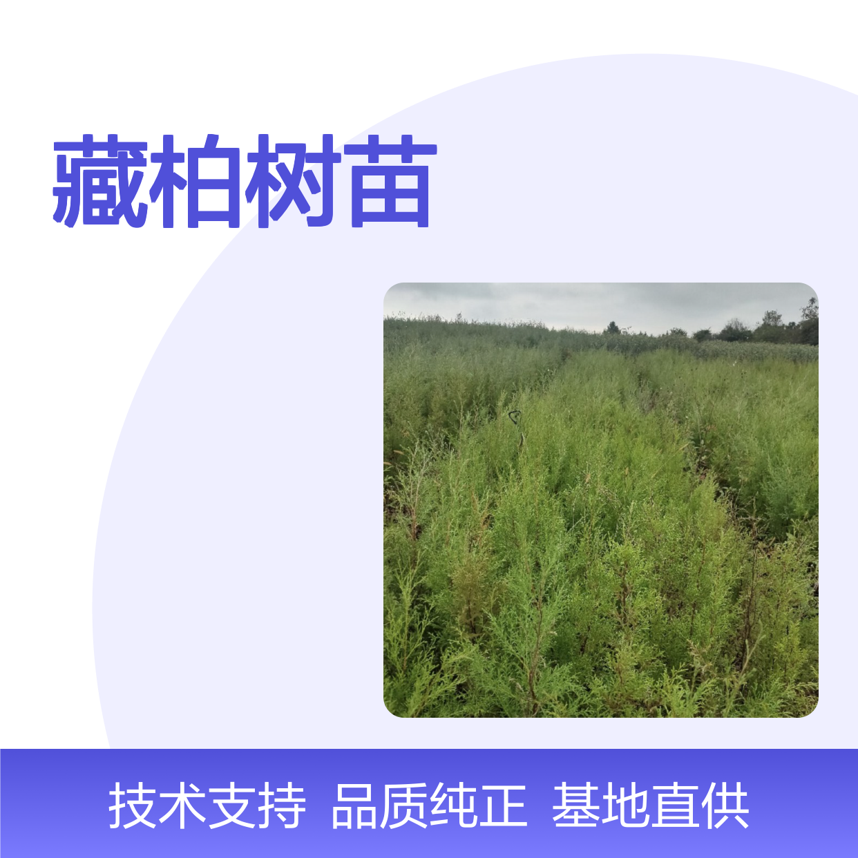 常年基地供应藏柏树苗 基地直发包教种植管理技术品质纯正可票
