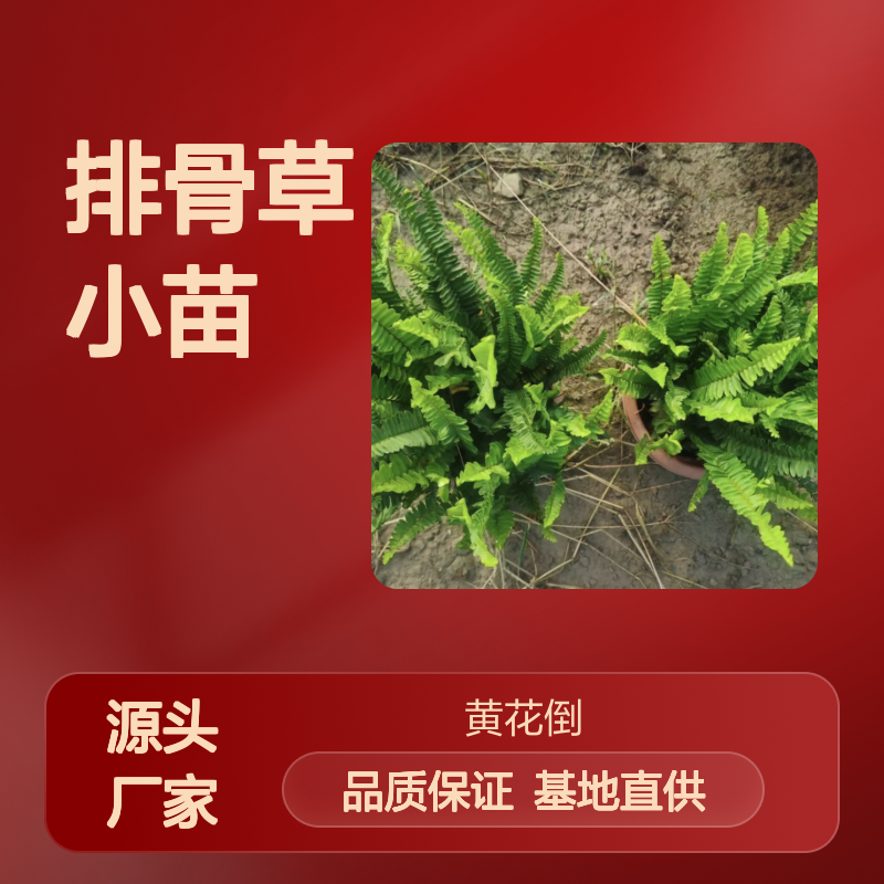 排骨草小苗 观赏药用兼具 基地直供 易于繁殖 适应性强