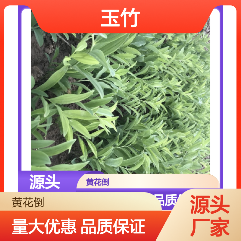 玉竹种苗种植基地 直供优质抗逆种苗 药用价值