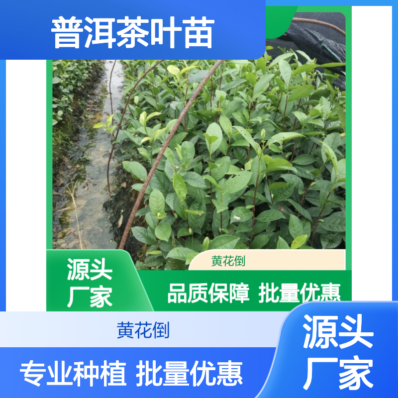 普洱茶叶苗黄花倒 品种纯正生长旺盛 易于养护
