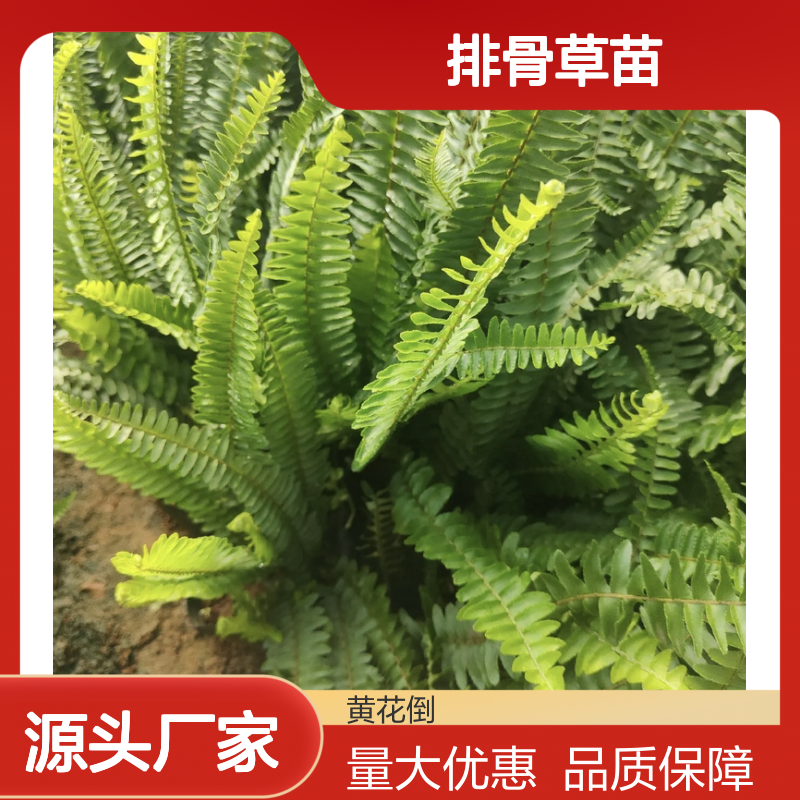 排骨草苗 肾蕨植物 盆栽观赏绿植 耐荫耐养 生长旺盛