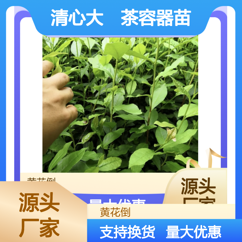清心大冇茶容器苗 批量供应 品种优良 技术团队