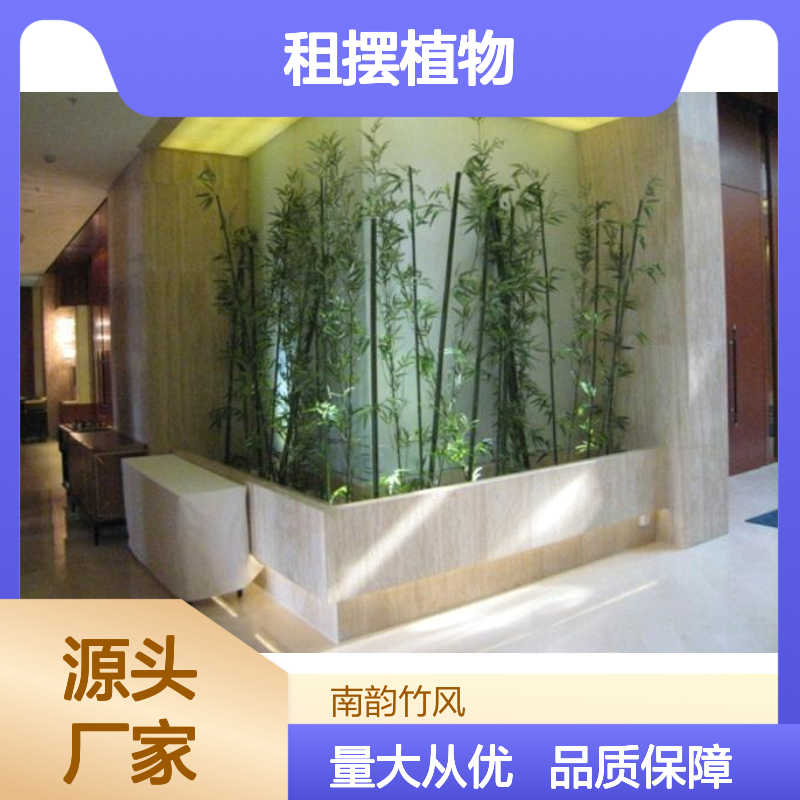 租摆植物 绿地造景 南韵竹风多年经验 成活率高
