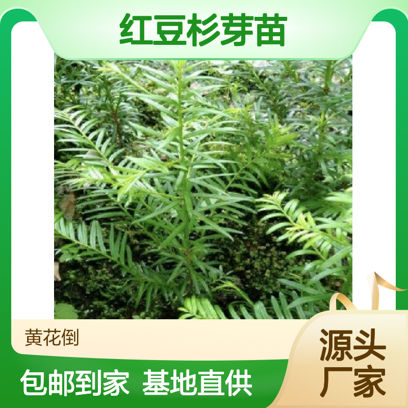 常年基地供应红豆杉芽苗 送货上门包邮 欢迎来电洽谈经验分享