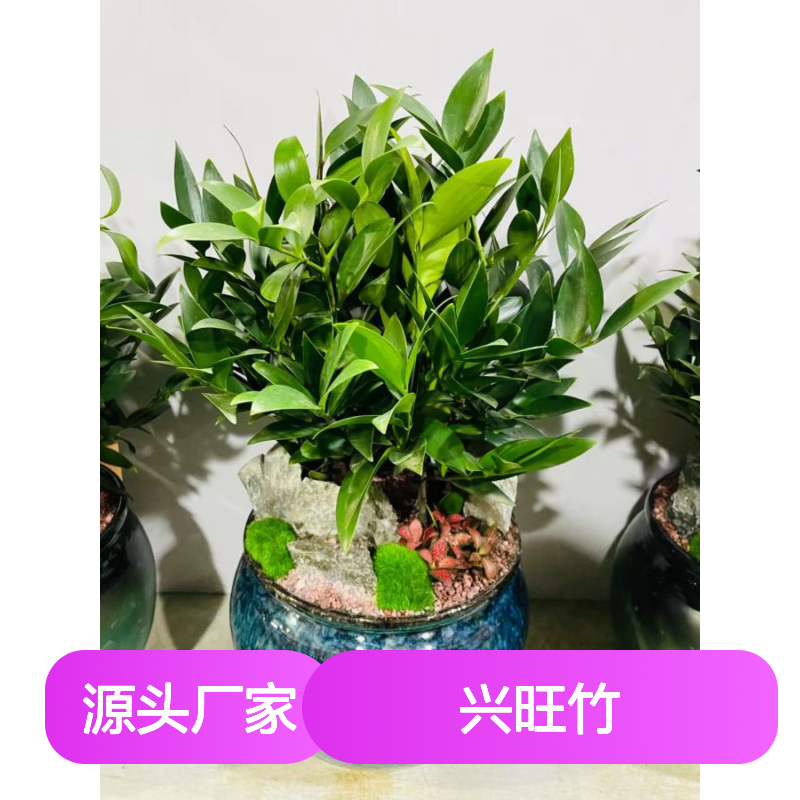 兴旺竹 竹柏盆栽 办公室盆景 室内外常见绿植 南韵竹风