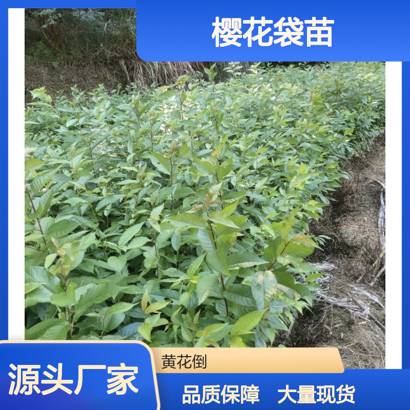 泰国进口 樱花袋苗 批发供应 品种丰富 园林优选