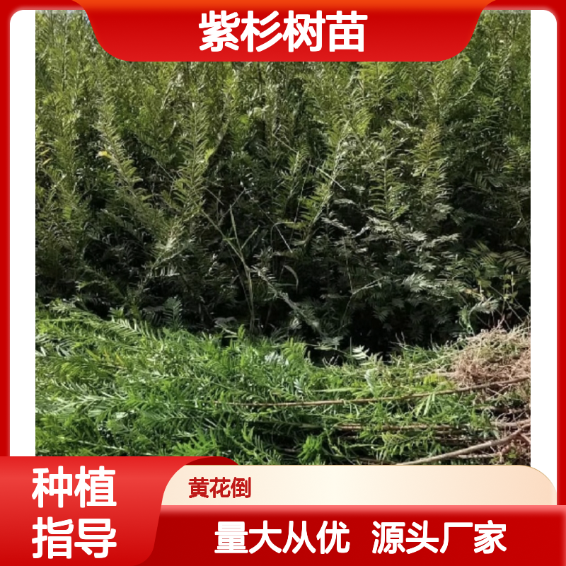精选紫杉树苗 种植区批发 基地培育 生长旺盛 易于管理