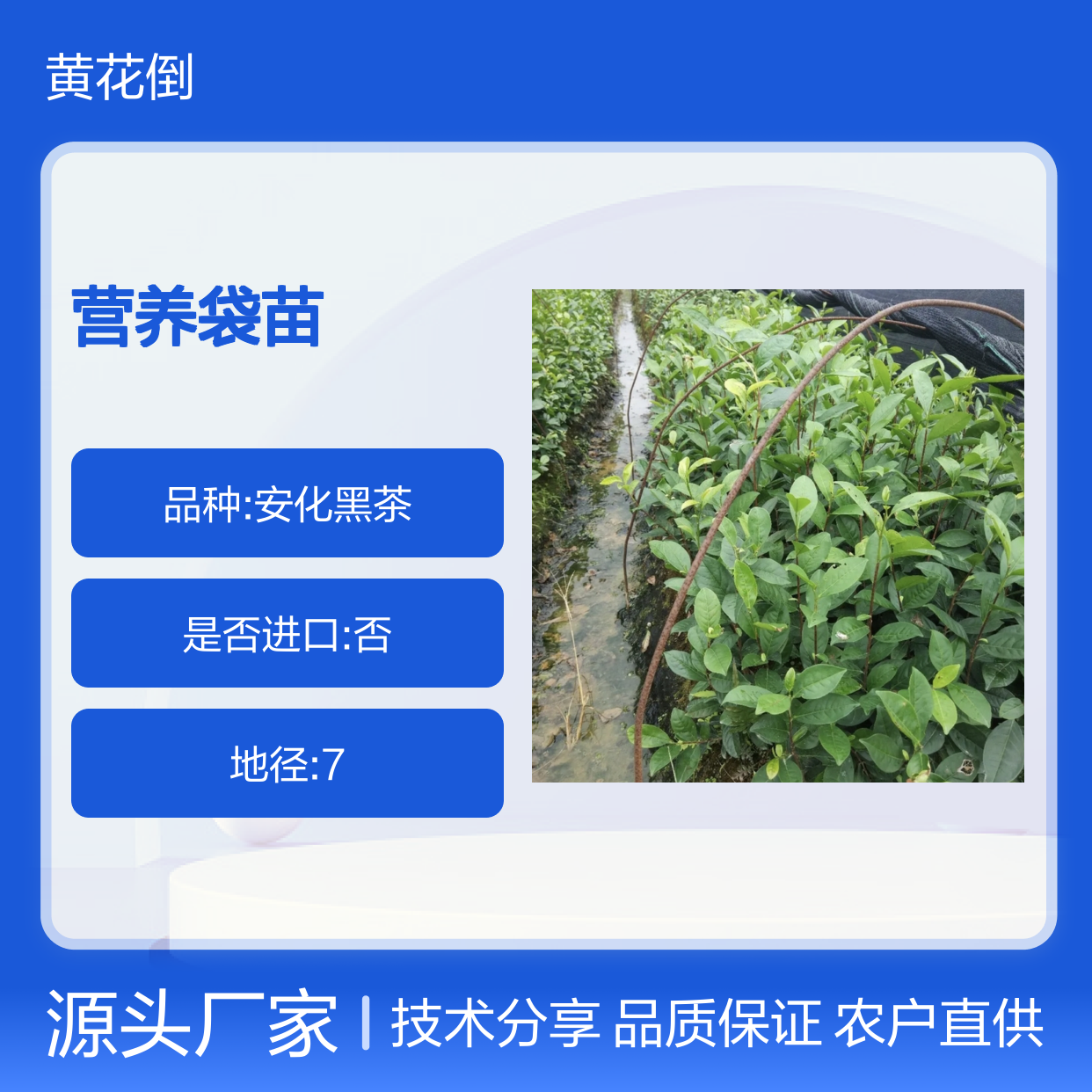 农户直供瑞香305茶营养袋苗 苗圃产地直供品质保证种植技术分享