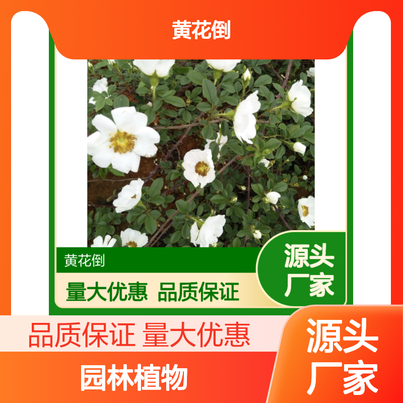 无刺金樱子树苗 基地直供 常绿灌木 园林优选 品质可靠