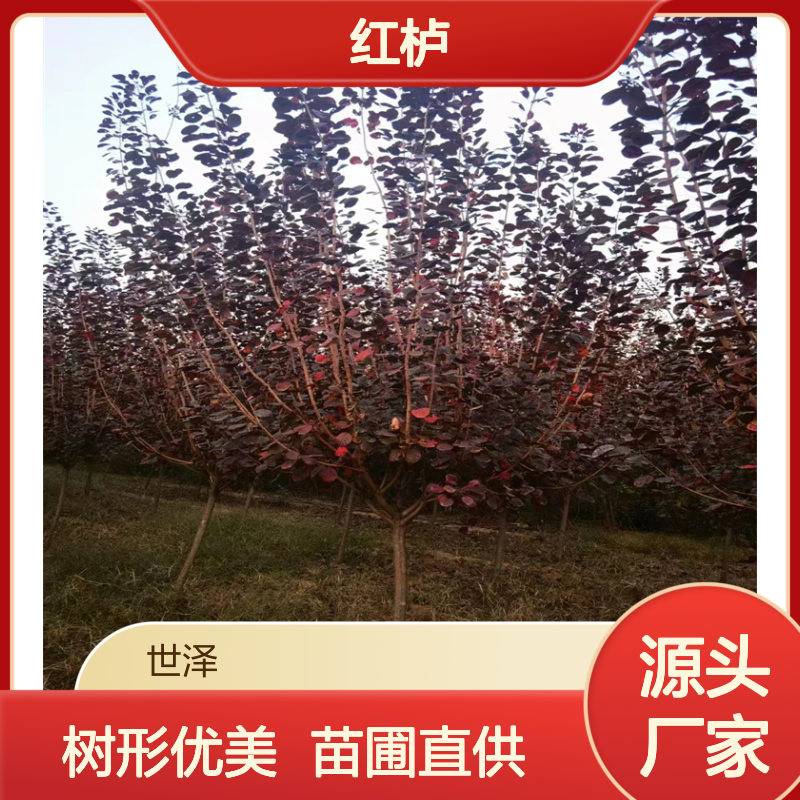 城市景观 红栌 2公分 3公分 4公分 5公分 树形美观 自家苗圃