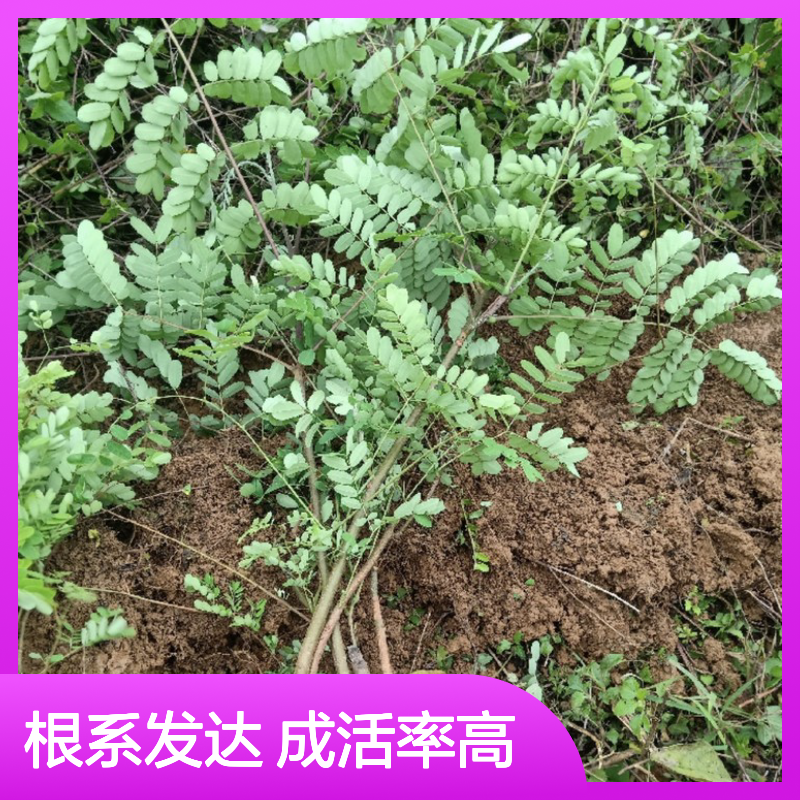 苗木合作社自营斗米虫种苗 多年生根系发达 成活高规格齐全