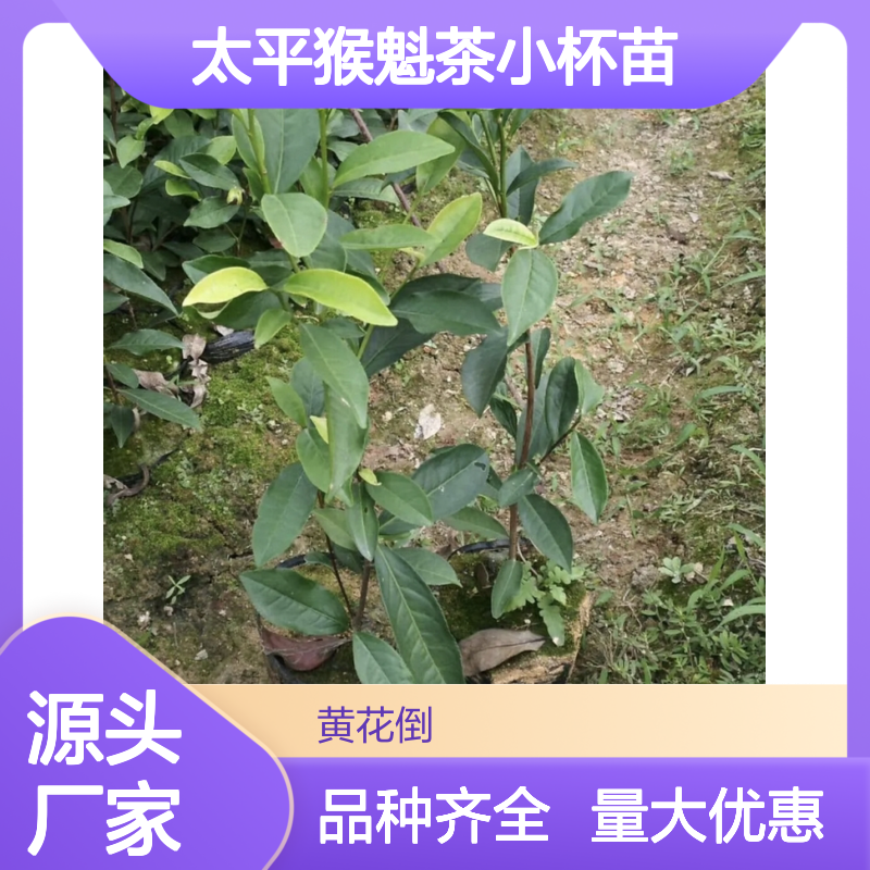 基地批发太平猴魁茶小杯苗 品种齐全质量保证根系发达种植好管理