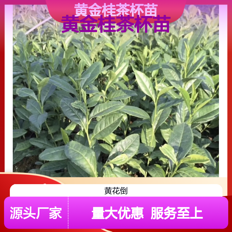 黄金桂茶杯苗 当天起苗发货 品质优良 技术支持