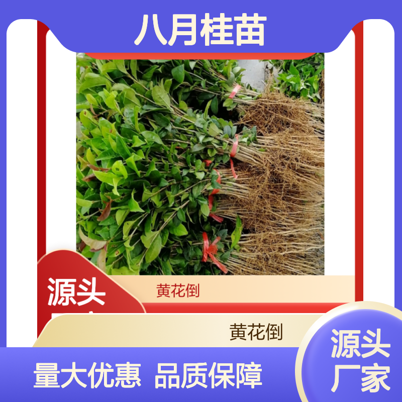优质八月桂苗 四季桂靠接法种植 生长旺盛 适应性强