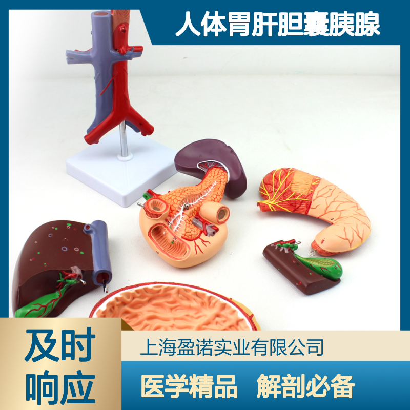 ENOVO颐诺医学人体胃肝胆囊胰腺十二指肠模型解剖消化科系统器官 - 百度爱采购