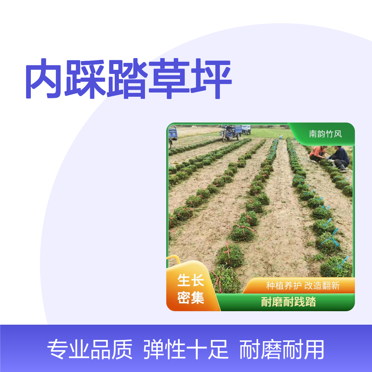 兰引三号福永大叶油草 足球场专用批发 内踩踏草坪 进口草皮