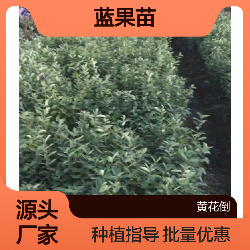 蓝果百亩种植园 优质蓝果苗批发 基地直供 繁殖力强
